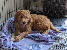 Ranges from $250 to $5,775. Goldendoodle Puppies In Ohio Best Breeders