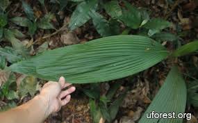 Image result for Curculigo latifolia