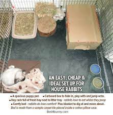 Basic Indoor Bunny Setup Bunny Cages Pet Bunny Rabbits Indoor Rabbit