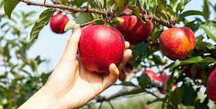 France L Absence Des Saisonniers Marocains Menace La Recolte De Pommes