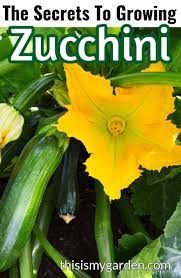 The Secrets To Growing Zucchini How To Grow A Bumper Crop Growing Zucchini Zucchini Plants Growing Zucchini Vertically