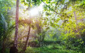 The tropical rainforest got its name from the amount of rainfall it experiences. Why Are Rainforests Important Wonderopolis