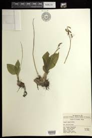 Image result for Liparis deistelii