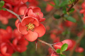 Image result for Chaenomeles japonica