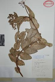 Image result for Asclepias adscendens