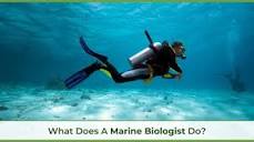 How To Become A Marine Biologist | Unity Environmental University