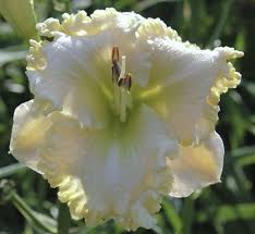 The Lily Auction 1 Daylily Marketplace On The Internet Day Lilies Daylilies Planting Flowers