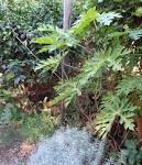 Image result for pole and dagga houses