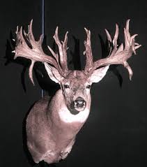 Serenade in the Key of “Urrrrrp”