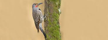 Click here to download sound fx today. Woodpecker Sounds Of The U S Drumming Calls And More