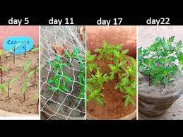 Cosmos Flower Ki Seedling Krna Ka Treeka Urdu Hindi Youtube