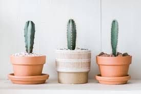 Learn how to correctly pot your plant and choose the appropriate soil type. Pilosocereus Cacti Indoor Plant Care Growing Guide
