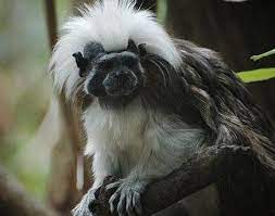 Picture 3 Of 6 Pictures And Images Cottontop Tamarin Saguinus Oedipus Animals A Z Animals Animal F Endangered Animals Cottontop Tamarin Cat Habitat