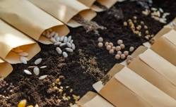 Seed Saving of Native Plants