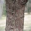 Find the perfect russian olive tree stock photo. Https Encrypted Tbn0 Gstatic Com Images Q Tbn And9gcsslvtixvmjuctqeiwf2kqftprwxp Xr Yz3yrvnl9ugavv7dhi Usqp Cau