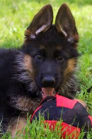 Maybe you would like to learn more about one of these? German Shepherd Puppy Shepherd Puppies German Shepherd Puppies German Shepherd