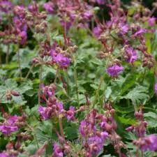 Image result for Chlorophytum macrorrhizum