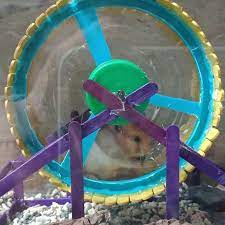 Diy Hamster Wheel Diy Hamster Toys Hamster Hamster Toys