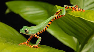 A continuación, nos detendremos en cada una de las fases de las ranas. Cual Es El Ciclo De Vida De La Rana Regadios Y Reciclaje