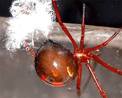 Female black widows are famous for their toxic venom. Widow Spiders Vce Publications Virginia Tech