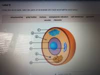 Find the illustration of the animal cell. Answered Using The Word Bank Label The Parts Of Bartleby