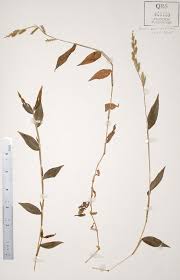 Image result for Urochloa reptans
