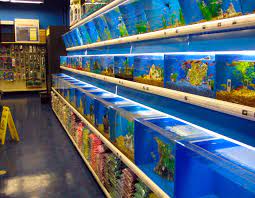 There are reef safe fish and predatory fish, so hobbyists must consider. Marine Fish Store Near Me Pasteurinstituteindia Com