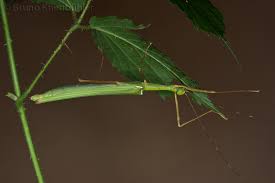 Image result for Dasylepis racemosa