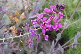 Maybe you would like to learn more about one of these? 43 Types Of Edible Flowers Names Pictures Characteristics