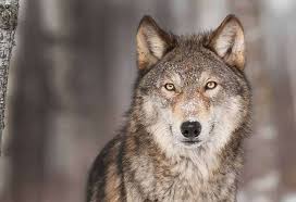 The wolf (canis lupus), also known as the gray wolf or grey wolf, is a large canine native to eurasia and north america. Victory Wolves In Washington Getting Better Rules Wildearth Guardians