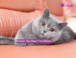 british shorthair isimli sevimli kedi turlerinin kokeni ingiltere dir 19 yuzyilda kedi ureticisi olan harisson weir tarafindan za kedi sevimli kediler oya