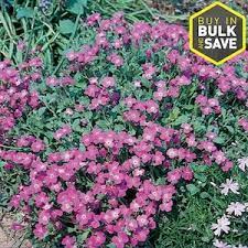1 Quart In Pot Purple Rockcress L4953 Lowes Com Perennials Plant Roots Winter Plants