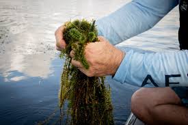 Image result for Hydrostachys lukungensis