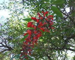 Image result for Erythrina × coddii