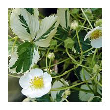 Image result for Fragaria vesca