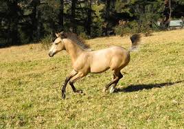 Abstract equine art for sale online abstract horse art buckskin horse dun horse equine art galloping horse painting horse painter wild mustang art. Buckskin Horse Galloping Kangal Dog Appaloosa Horses Horse Galloping