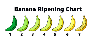 The Journey Of A Banana Knowledge Stew