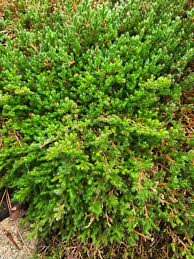 Image result for Selaginella congoensis