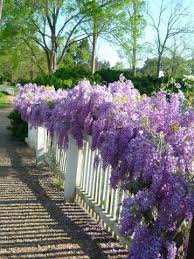 Wisteria From A Colonial Williamsburg Garden Love This Look Garten Hecken Garten Glyzinie
