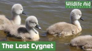 Male swans are called cobs and females are pens. Baby Swan Rescue Doesn T Quite Go To Plan Youtube