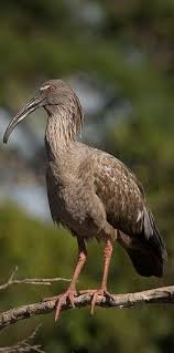 Bandurria Mora Plumbeous Ibis Stirnbandibis Ibis Plombe Hayvanlar