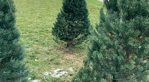 $30 target giftcard when you spend $100 or more on select baby diapers and wipes. Boy Scout Troop Christmas Tree Pick Up Fundraiser 1330 95 5 Wfin