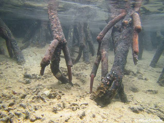 The trees of the sea - WiseOceans