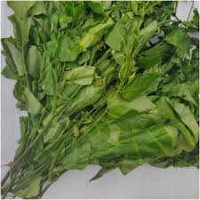 Image result for Xylopia aethiopica