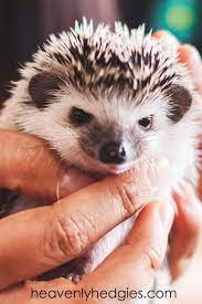 We did not find results for: Where To Buy A Baby Hedgehog Heavenly Hedgies