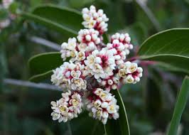 Image result for Hippocratea buchananii