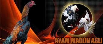 Ayam Bangkok Magon Bangkok