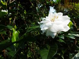 Nama latin tumbuhan (binomial nomenclature). Pengobatan Herbal Untuk Mengatasi Berbagai Macam Penyakit Menggunakan Daun Kaca Piring Cakapsehat Com