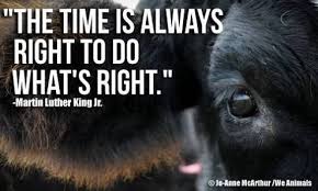 Image Result For Peta Farm Animal Quotes Animal Rights Quotes Animals Animal Rights