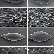 Image result for Digitaria pseudodiagonalis